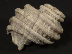 Ecphora quadricostata Pliozn US 2,6cm *Unikat*