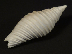 Subcancilla stephensoni Pliozn US 3,5cm *Unikat*