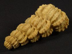 Cirsotrema cf. crassicostatum Pliozn ES 4,6cm *unique*