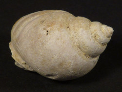 Tritia mutabilis Pliozn ES 2,1cm *Unikat*