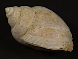 Tritia mutabilis Pliozn ES 2,1cm *unique*