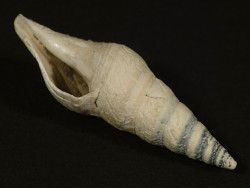Gemmula antwerpiensis Pliocene BE 3,1cm *unique*