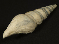 Gemmula antwerpiensis Pliozn BE 3,1cm *Unikat*