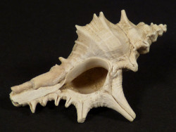 Murex friedbergi Miocene PL 3,8cm *unique*