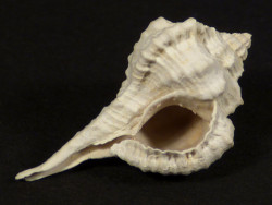 Vokesimurex rubidus Pliocene US 2,4cm *unique*