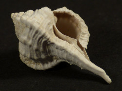 Vokesimurex rubidus Pliocene US 2,4cm *unique*