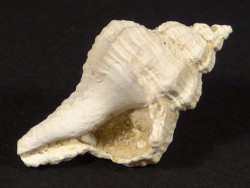 Vokesinotus griffini Pliozn US 1,8cm *Unikat*