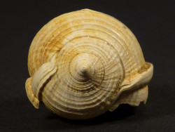 Semicassis grateloupi Miocene FR 3,0cm *unique*