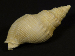 Cyllenina baccata Miocene FR 3,4cm *unique*