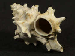 Hirtotyphis horridus Pliocene IT 1,5cm *unique*