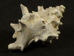 Hirtotyphis horridus Pliozn IT 1,5cm *Unikat*