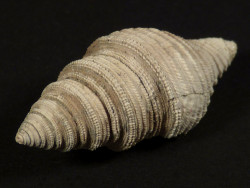 Epalxis sp. (Bathytoma sp.) Miocene AU 3,7cm *unique*