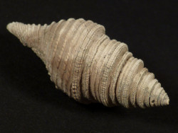 Epalxis sp. (Bathytoma sp.) Miozn AU 3,7cm *Unikat*