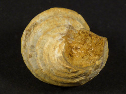 Eucyclus sp. (Amberleya sp.) Jura MG 2,4cm *unique*