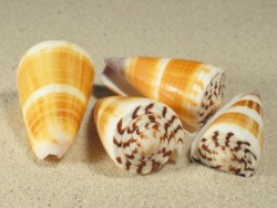 Conus planorbis 3,7+cm