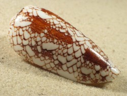 Conus omaria 5+cm