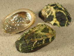 Haliotis varia green 4+cm
