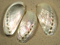Abalone Haliotis asinina nacre 5,5+cm