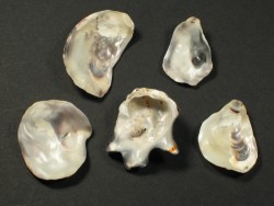 Pazifische Auster 1/2 2,5-3,5cm (x5)