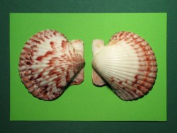 Mexikanische Kamm-Muschel rot-wei 5-6,5cm (x2)