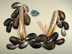 Blue mussel 3-4cm (x10)