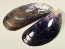 Blue mussel 4-5cm (x5)