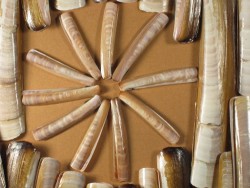 American razor clam 3-5cm (x10)