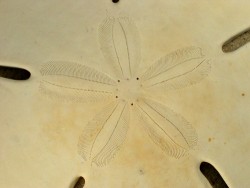 Astriclypeus mannii PH 10+cm