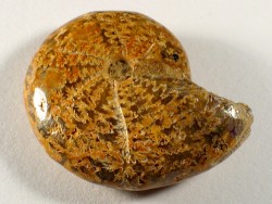 Ammonite Cretaceous MG 5,3cm