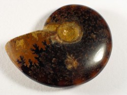 Versteinerung Ammonit Kreide MG 5,9cm