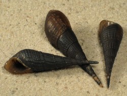 Stenomelania torulosa ID 2,5+cm