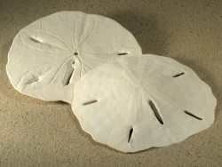 Groer  Sanddollar Mellita tenuis US 8+cm