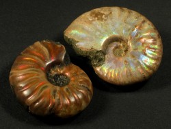 Versteinerung Iridescent ammonite Jura MG 3,5-4,5cm