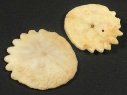 Heliophora orbiculus Pliocene MA 2+cm