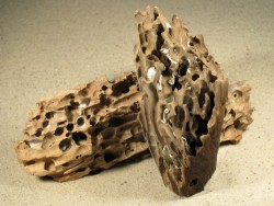 Teredo navalis Bohrlcher FR-Mittelmeer in 10+cm Holz