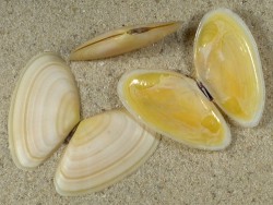Peronidia albicans FR-Mediterranean 3,2+cm