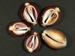 3pc Snakehead Cowrie Shells, Cypraea Caputserpentis -  Israel