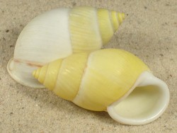 Amphidromus palaceus ID sinistral 4,8+cm