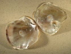 Placuna ephippium PH 12+cm