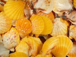 Orangene Fhnchenmuschel 1/2 3-5cm (x5)