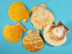 Orangene Fhnchenmuschel 1/2 3-5cm (x5)