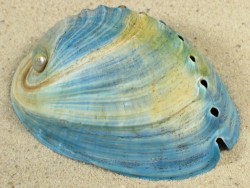 Haliotis iris NZ-Aquakultur *blue* 7+cm