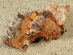 Chicomurex laciniatus w/o PH 4,3+cm