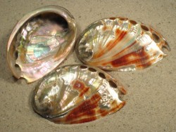 Abalone Haliotis rufescens polished 06+cm
