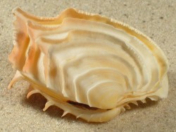 Bassina disjecta AU 4,8+cm