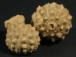 Hemicidaris intermedia Jura FR 2,2+cm