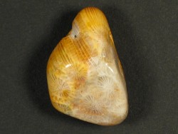 Tumbled fossil coral with drill-hole 3,3cm