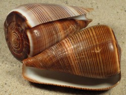 Conus figulinus 6+cm