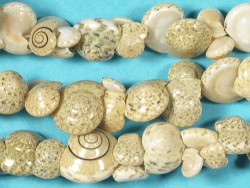 Button-Shell-Necklace 90cm ~ special price