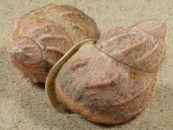 Auris bilabiata melanostoma BR 4,1+cm
